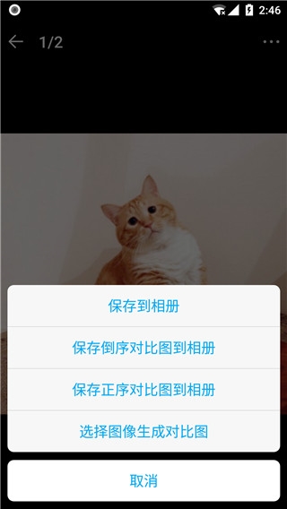 猫咪成长记图片3
