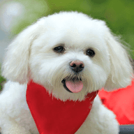 和平精英狗子辅助