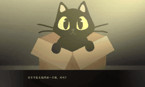 别带这只猫回家